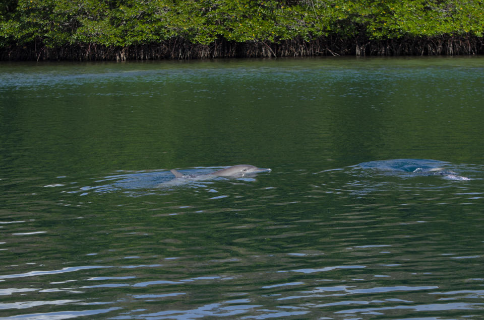 In this photo released by DolphinProject.com, rescued dolphin Johnny swims moments after being released from the Umah Lumba Rehabilitation, Release and Retirement Center in Banyuwedang Bay, West Bali, Indonesia Saturday, Sept. 3, 2022. Three bottlenose dolphins were released into the open sea in Indonesia Saturday after years of being confined for the amusement of tourists who would touch and swim with them. (DolphinProject.com via AP)