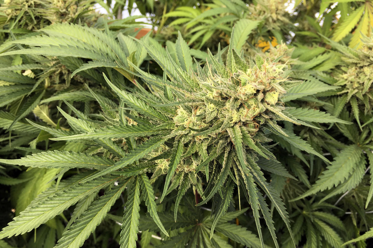 A marijuana bud is seen before harvesting at a rural area near Corvallis, Ore. (Andrew Selsky/AP)