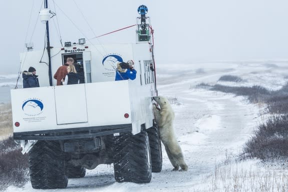 "Buggy love": A polar bear checks out the Google Street View tundra buggy.