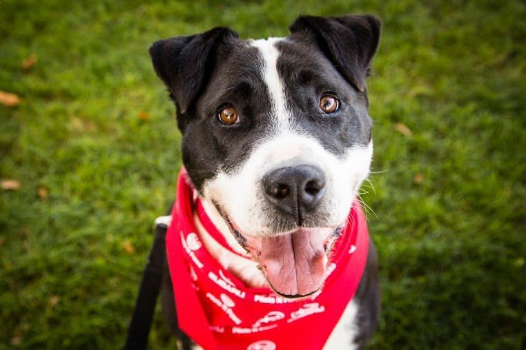 Oscar de la Renta is a stylish Staffie mix who originally hails from North Carolina. He's approximately 3-4 years old and weighs around 70 pounds.   Oscar's pretty mellow but would enjoy hiking, long walks or just relaxing by your side. He knows basic obedience commands, is crate trained, good on a leash and gets along well with people. He's quite affectionate and just likes to be near you.  Oscar has proven himself with all ages of humans and gets along with other large dogs. Oscar is neutered, up to date on vaccinations and microchipped.   To foster or adopt, please visit <a href="www.badassbk.com" target="_blank">the Brooklyn Badass website</a> for an application.