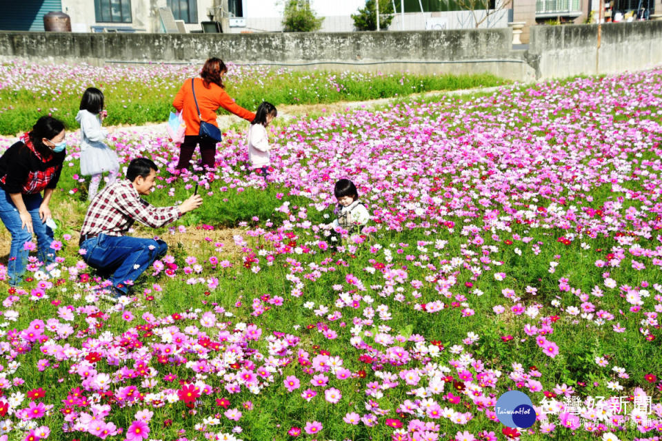 花田現場。圖／記者鄧富珍翻攝。