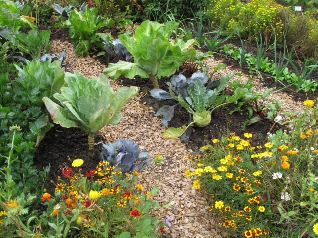 Protéger son jardin des nuisibles et des maladies : produits