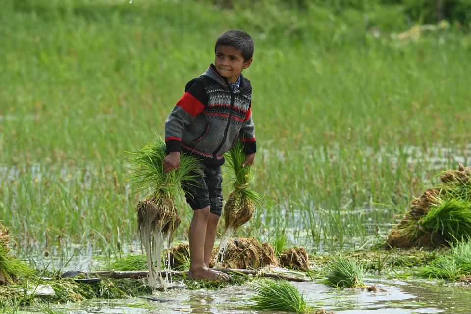 A boy pulls out paddy saplings before transplanting them in a water-logged rice field on the outskirts of Srinagar on June 1, 2020. (Photo by Tauseef MUSTAFA / AFP) (Photo by TAUSEEF MUSTAFA/AFP via Getty Images)