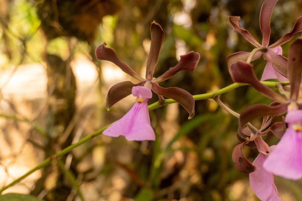 Orquídeas rescatadas por el colectivo Ecoturismo Comunitario Santa Rita Las Flores, que harecuperado en total unas 7,600 plantas, en Mapastepec, Chiapas, México, el 17 de marzo de
2023. (Foto: Adriana Alcázar | Global Press Journal México)