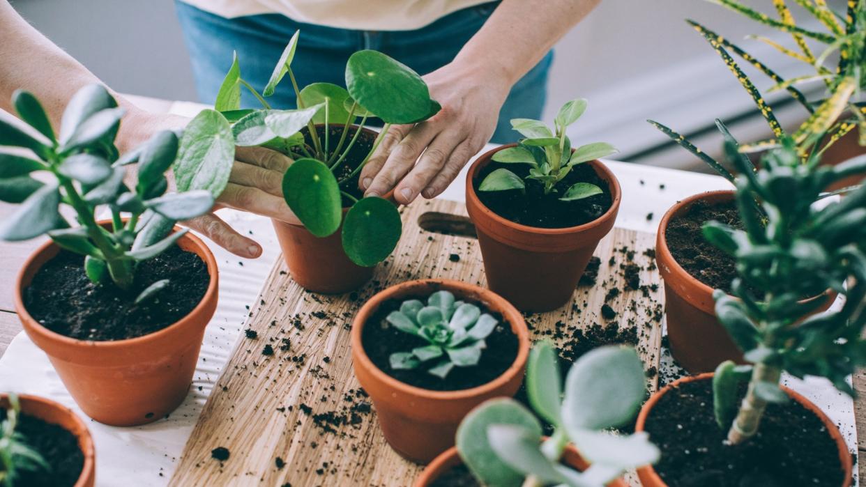 Young woman gardening indoors, repotting succulent plants.