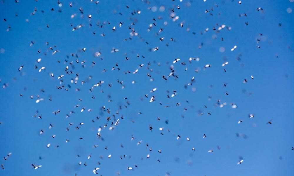 <span>Photograph: Dragomir Radovanovic/Alamy</span>