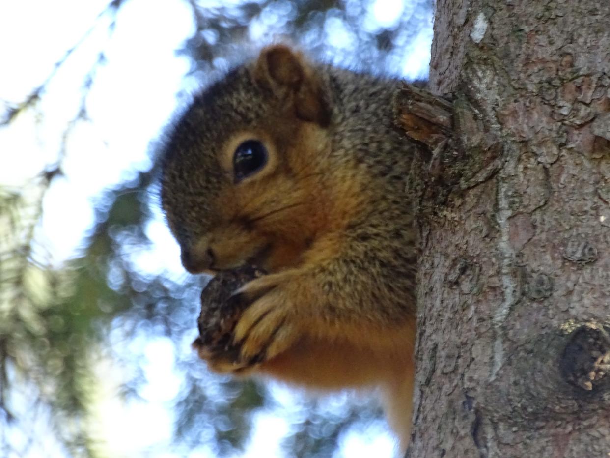 A squirrel eats an acorn at the Rutherford B. Hayes Presidential Center grounds.