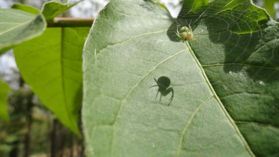 Spiders are one of the most misunderstood <span>creatures</span> on earth. (Photo: Getty Images)