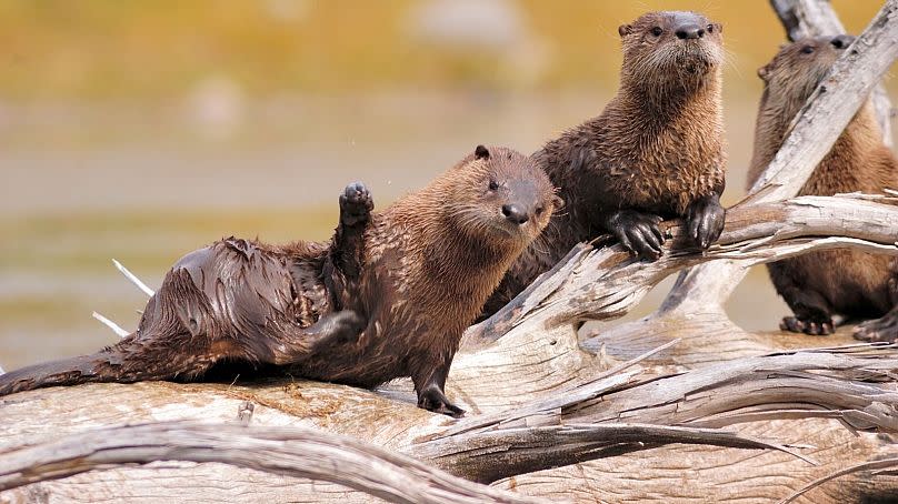 A romp, or bevy of otters.