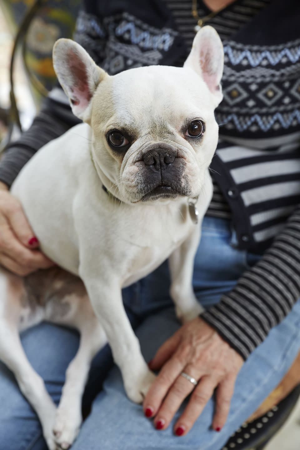 French Bulldog