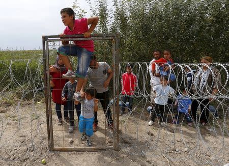 A Syrian Kurdish migrant climbs over the fence on the Hungarian-Serbian border near Asotthalom, Hungary August 25, 2015. REUTERS/Laszlo Balogh