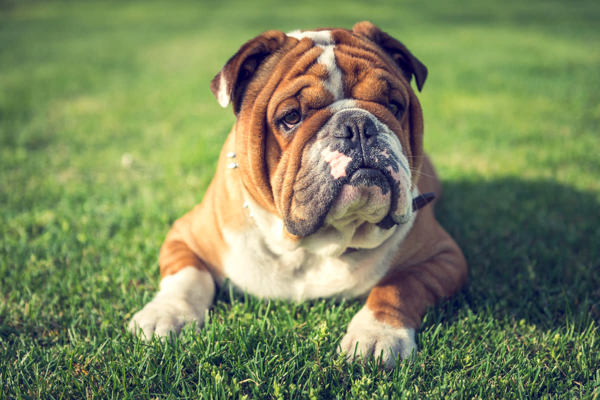 Bulldogs came in at #3.<p>Image via ltummy/Shutterstock</p>