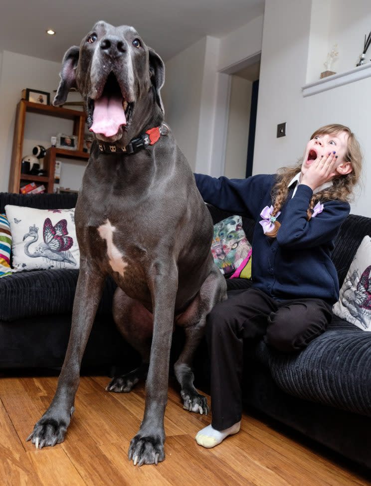 Daughter Francesca, 11, is gobsmacked by the size of her dog, Balthazar (Picture: SWNS)