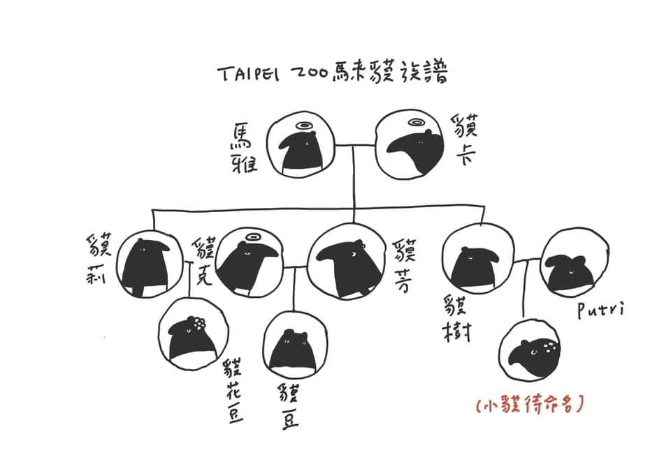 貘衣姬豆惜敗！柯佳嬿再參戰動物園徵名　「3個字」笑翻網：姐姐别太幽默