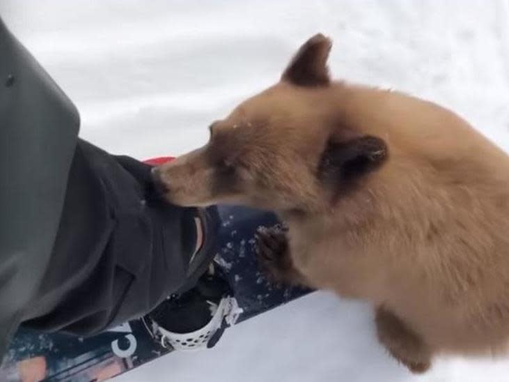 Bear cub 'could be shot dead' because she is too friendly to humans