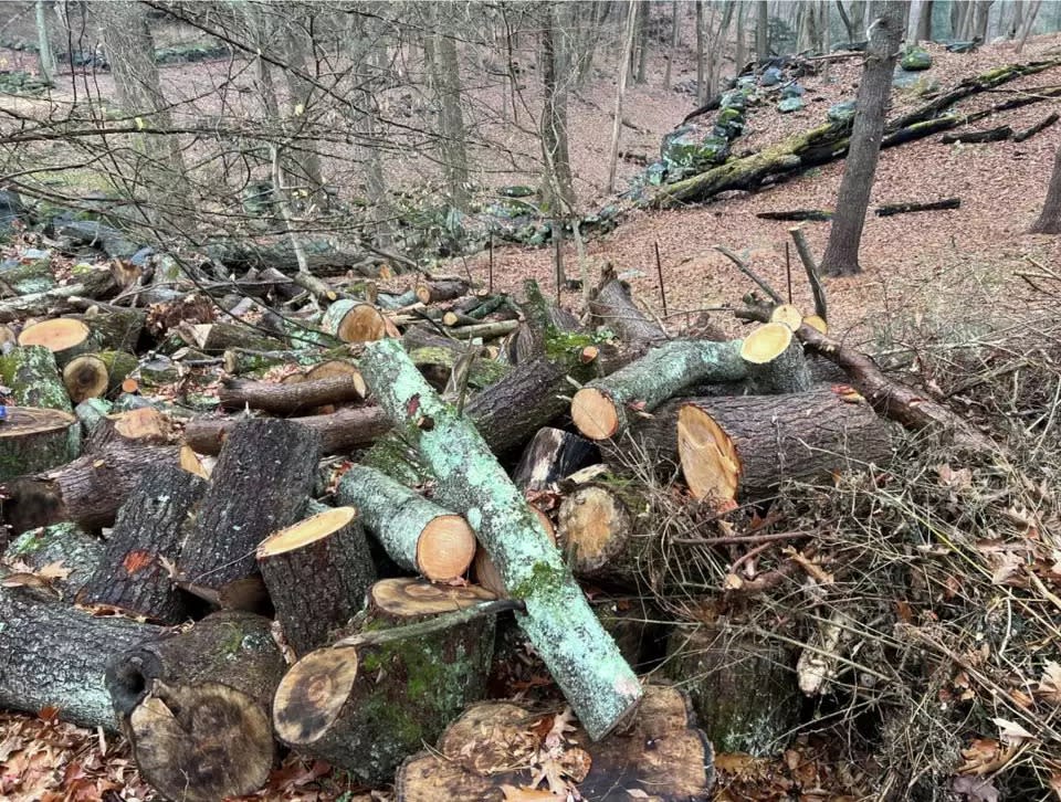 Connecticut Gov. Ned Lamont was hit with a fine for allegedly chopping down more than 180 trees. Greenwich IWWA
