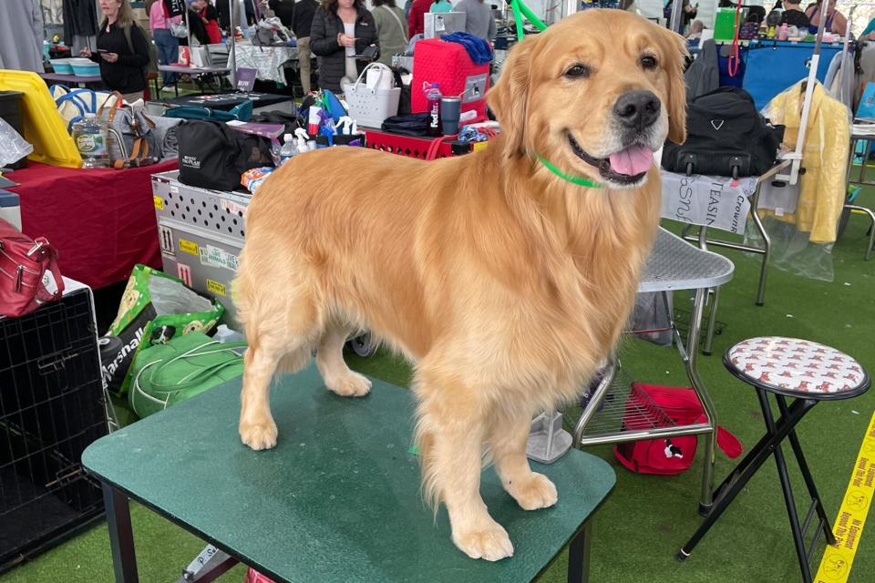 Golden retriever stands on grooming table at Westminster Dog Show