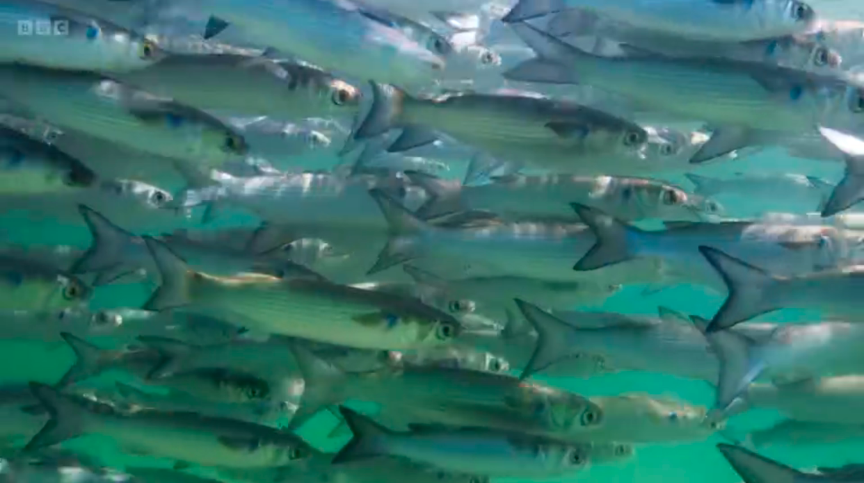 A school of thin-lipped mullet. (BBC screenshot)