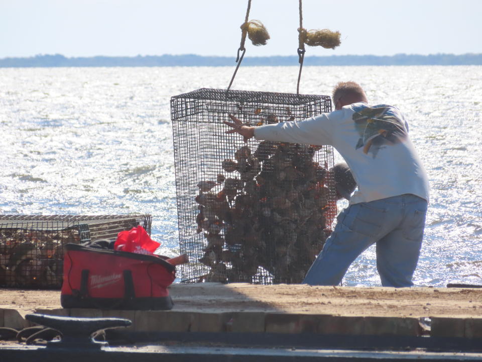 Workers dump cages of whelk shells and oysters into Barnegat Bay in Lacey Township, N.J. on Aug. 16, 2022 as part of a project to stabilize the shoreline by establishing oyster colonies to blunt the force of incoming waves. (AP Photo/Wayne Parry)