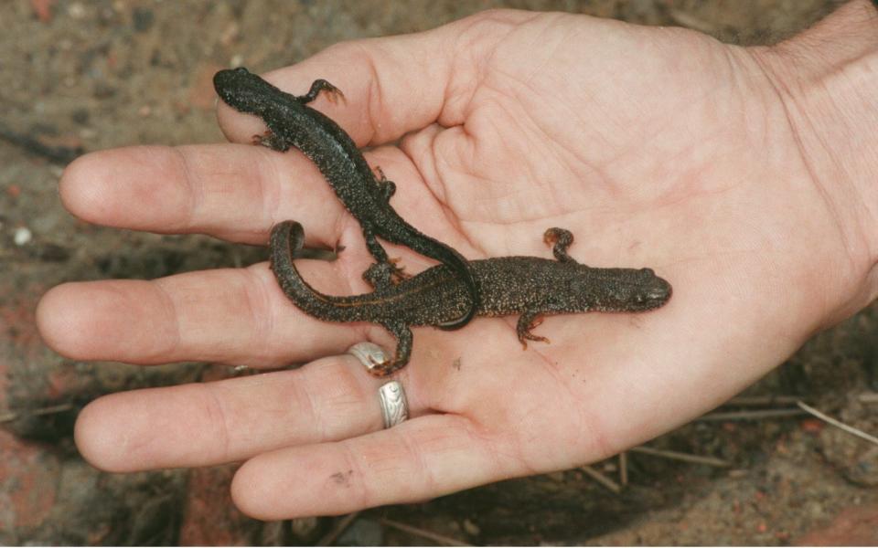 Great Crested Newts - Credit: Brian Smith 