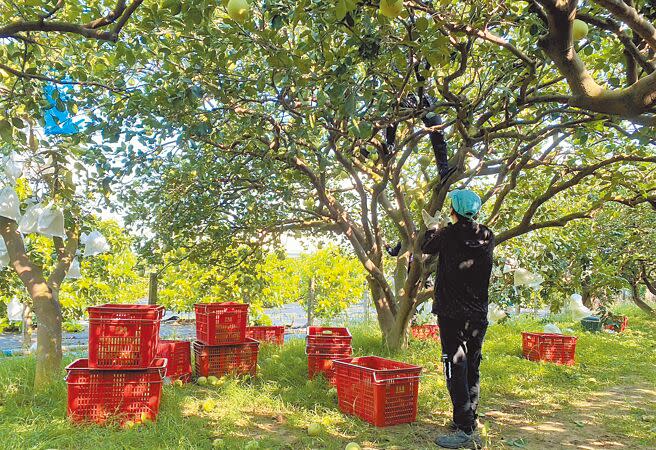 蘇拉颱風來勢洶洶，台南麻豆柚農趕緊動員搶收。（張毓翎攝）