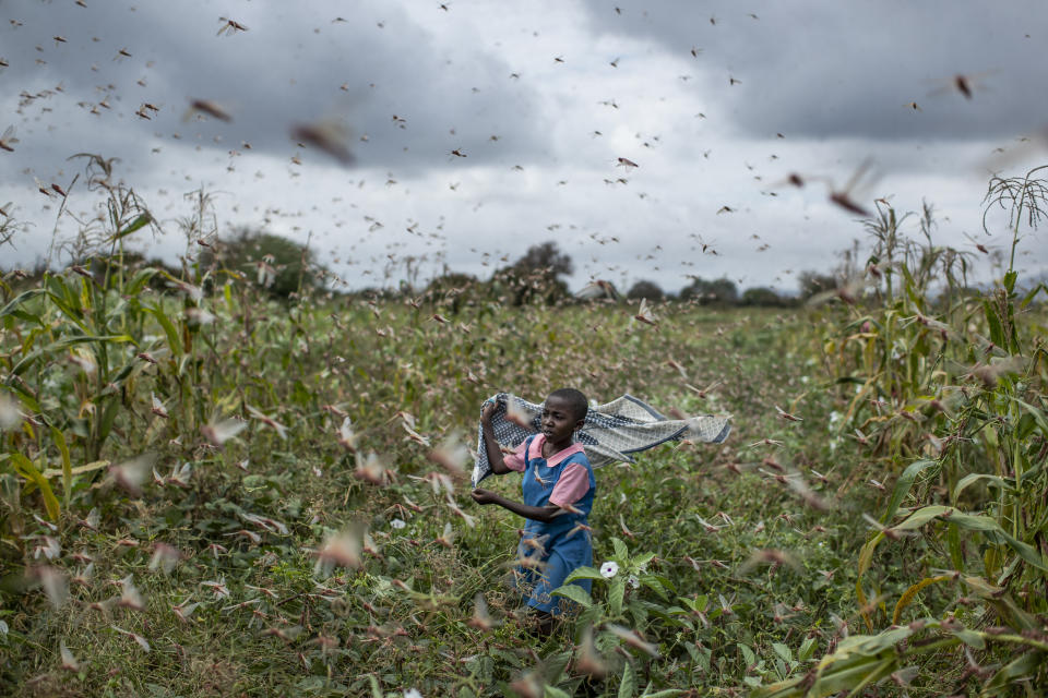 FILE - In this Friday, Jan. 24, 2020 file photo, a farmer's daughter waves her shawl in the air to try to chase away swarms of desert locusts from her crops, in Katitika village, Kitui county, Kenya. Locusts, COVID-19 and deadly flooding pose a "triple threat" to millions of people across East Africa, officials warned Thursday, May 21, 2020 while the World Bank announced a $500 million program for countries affected by the historic desert locust swarms. (AP Photo/Ben Curtis, File)