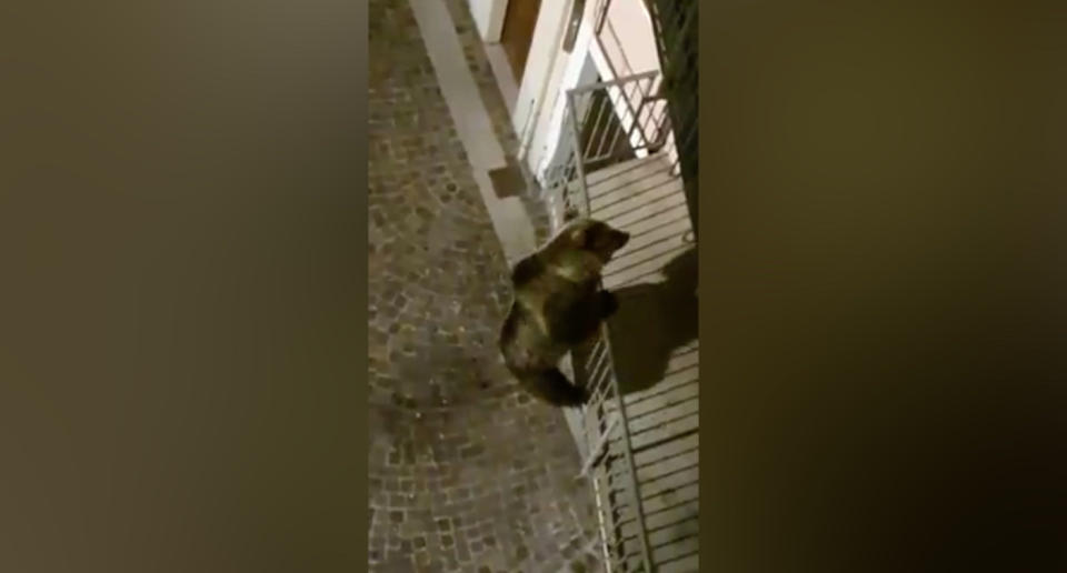 Un oso trepa por la fachada de un edificio de una localidad italiana y alcanza el primer piso. (Crédito: Facebook/lorenzoconcisindaco)
