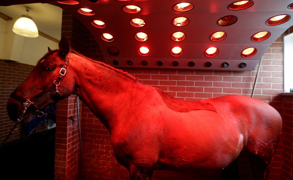 A horse stands under a solarium inside the horse rehabilitation centre in Hrobice