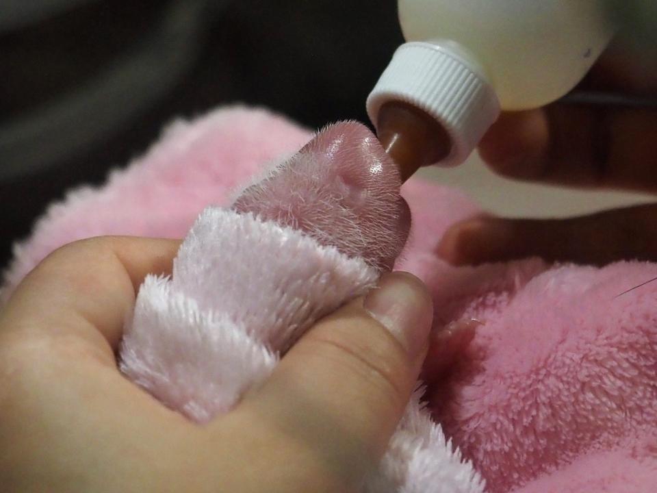 A hand holds a newborn panda's head in a pink blanket while bottle-feeding him.