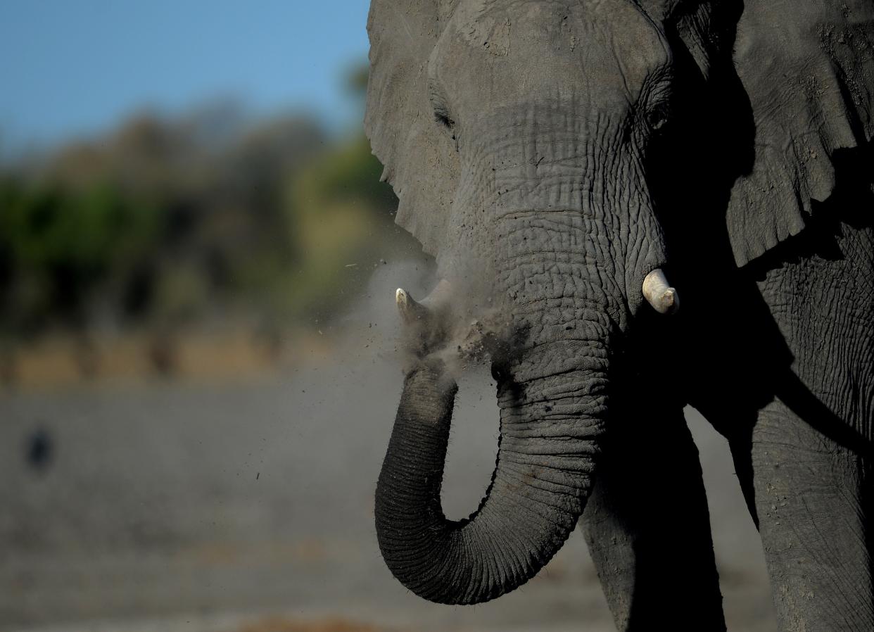 <p>File image: The female elephant was reportedly standing with her calf when she hit the zoo worker </p> (AFP via Getty Images)