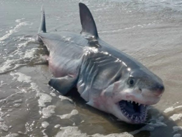 The great white shark was spotted on the Ocean Beaches in the village of Quogue on Long Island.