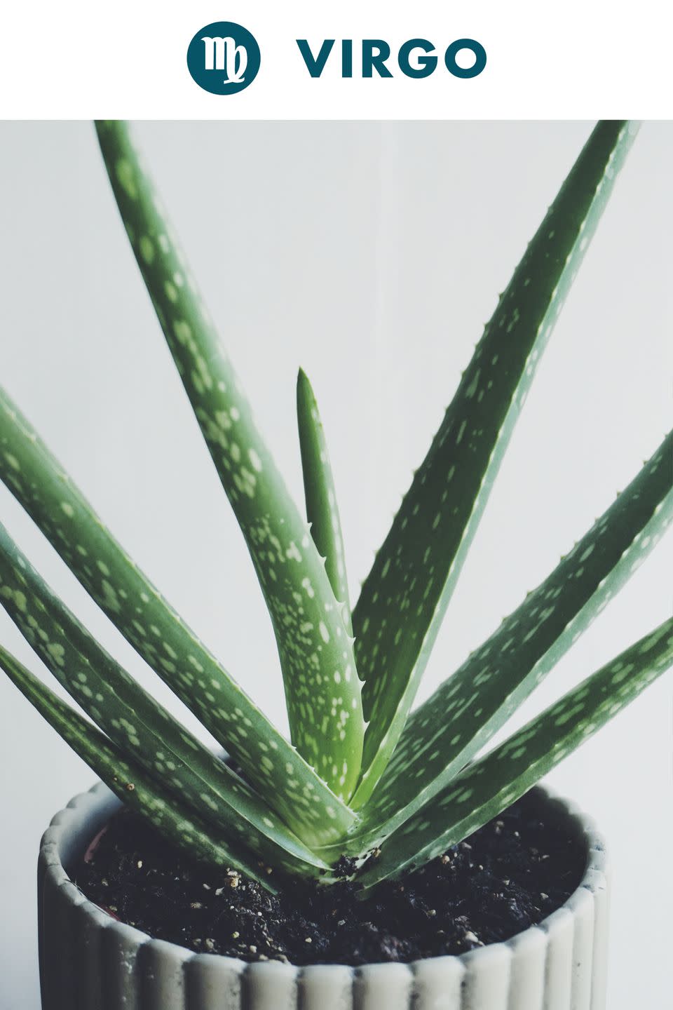 Virgo : Aloe Vera Plant