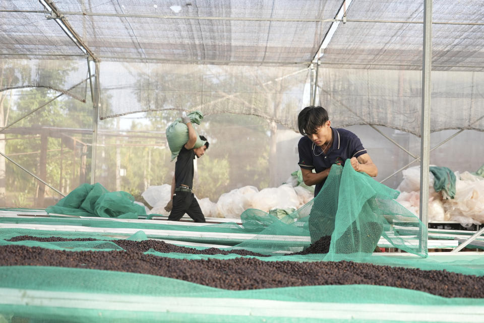 Workers dry coffee beans at a coffee factory in Dak Lak province, Vietnam on Feb. 1, 2024. New European Union rules aimed at stopping deforestation are reordering supply chains. An expert said that there are going to be "winners and losers" since these rules require companies to provide detailed evidence showing that the coffee isn't linked to land where forests had been cleared. (AP Photo/Hau Dinh)