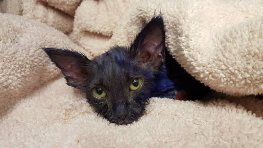 Dyed cat named 'Smurf' that was likely used as chew toy recovering