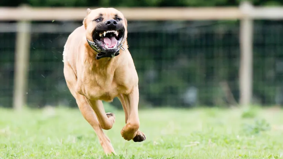 The dogs were handed over to animal services (iStock)