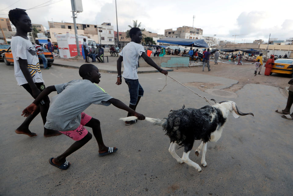 People run as they play with an animal ahead of the Muslim festival of sacrifice Eid al-Adha, amid the coronavirus disease (COVID-19) outbreak, in Dakar, Senegal July 30,2020. REUTERS/Zohra Bensemra TPX IMAGES OF THE DAY