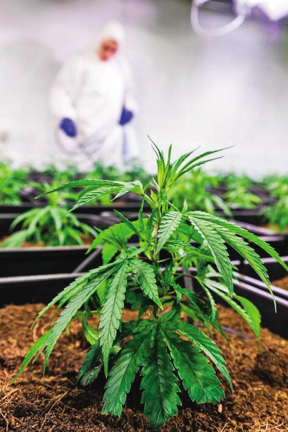 大麻植物與萃取物THC均是二級毒品，運輸者最重判無期徒刑。（示意圖，pixabay）