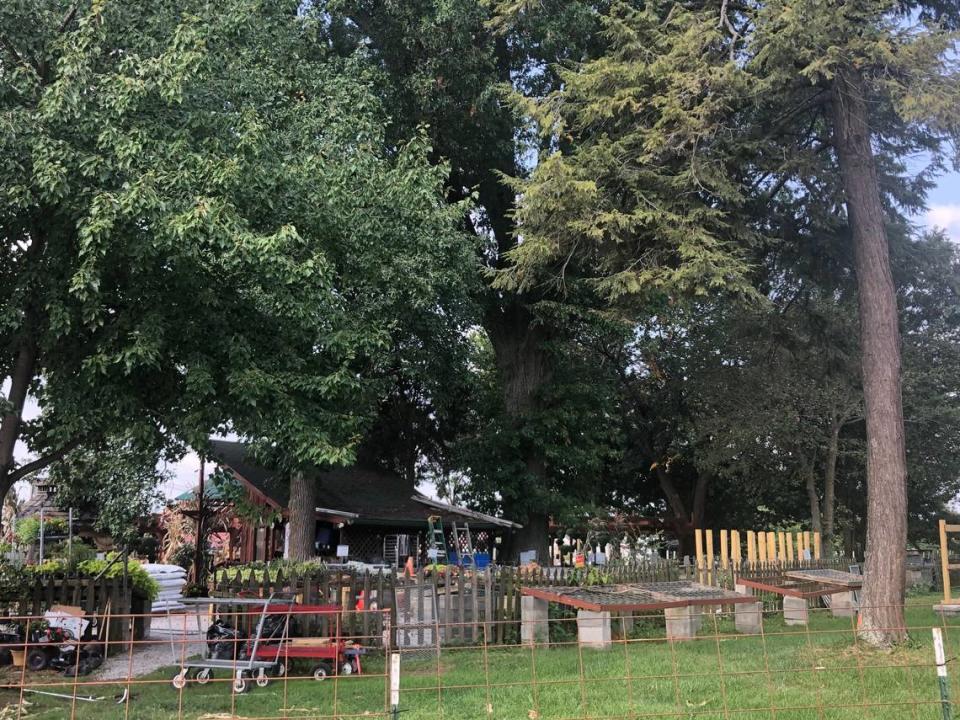 Developers want to raze a group of trees, including a pin oak, on the lot of the Sunshine Grow shop to build a new restaurant.