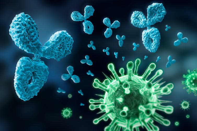 <span class="caption">Antibodies attack pathogens in the body, including viruses.</span> <span class="attribution"><a class="link " href="https://www.shutterstock.com/image-illustration/antibody-virus-visual-concept-immune-system-1426907795" rel="nofollow noopener" target="_blank" data-ylk="slk:peterschreiber.media/ Shutterstock;elm:context_link;itc:0;sec:content-canvas">peterschreiber.media/ Shutterstock</a></span>