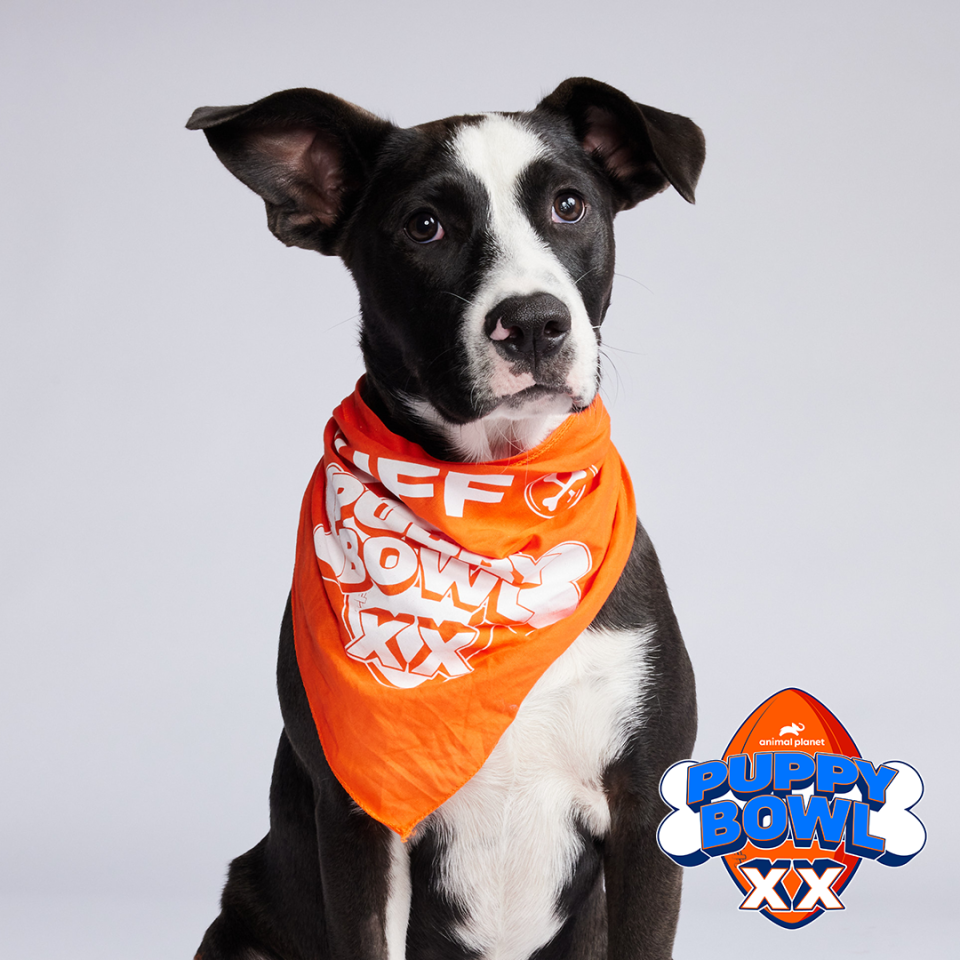 Moe, a Renee's Rescues dog, will play in Puppy Bowl XX.