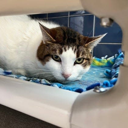 Gurl has been at the Wisconsin Humane Society since June, 2023 when her owner passed away. She's seeking a quieter home without kids under five.