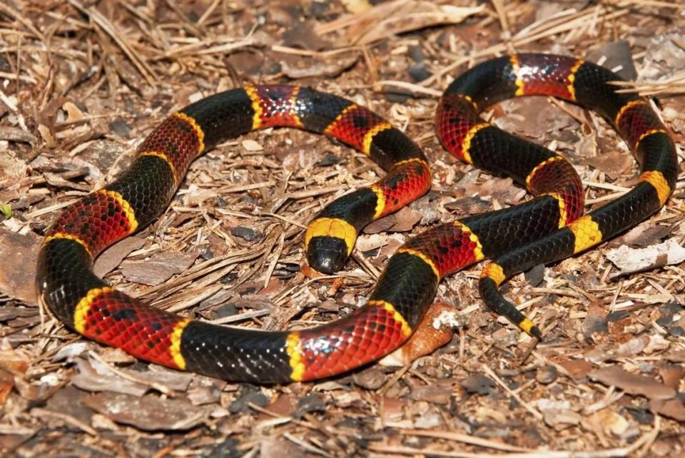 Coral snakes are native to Mississippi and found in southern areas of the state. They are in the same family as cobras.