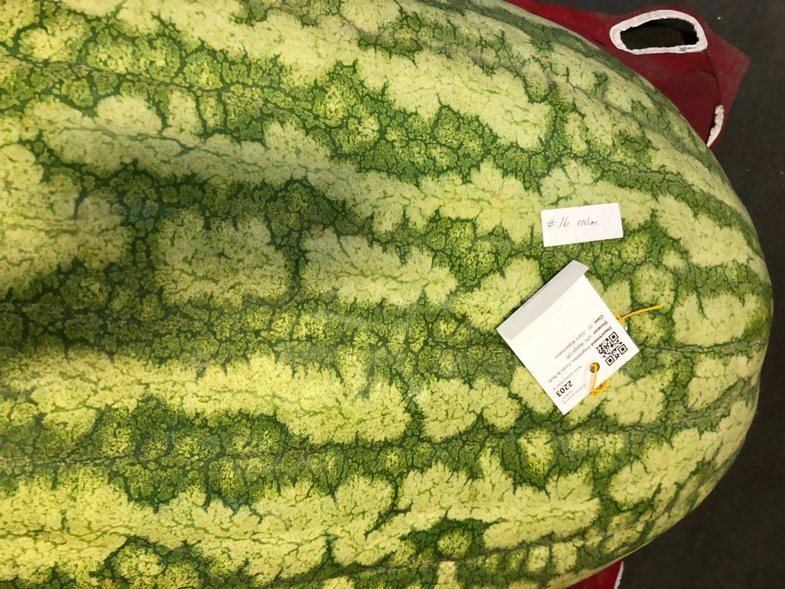 The largest watermelon in the N.C. State Fair’s giant produce competition waits to be loaded onto the scales at the weigh-off on Tuesday.