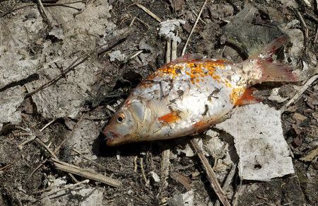 A live goldfish just caught by a fisherman lies on the bank of Teller Lake #5 outside of Boulder, Colorado before being thrown back April 10, 2015 REUTERS/Rick Wilking