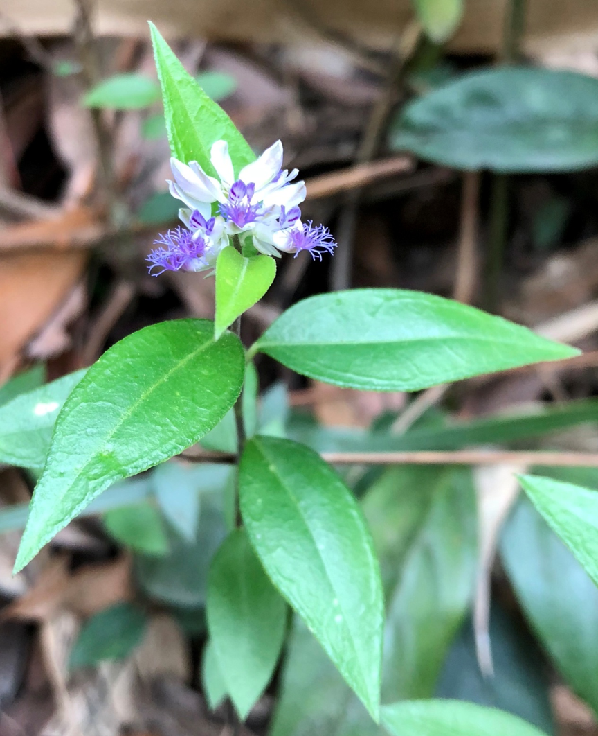 香港遠志Polygala hongkongensis Hemsl.（2018年4月14日 香港太平山）