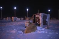 A dog rests in front of its hut at a dog yard in Bolterdalen, Norway, Tuesday, Jan. 10, 2023. The yard is located half a dozen miles from the main village in Svalbard, a Norwegian archipelago so close to the North Pole that winter is shrouded in uninterrupted darkness. (AP Photo/Daniel Cole)