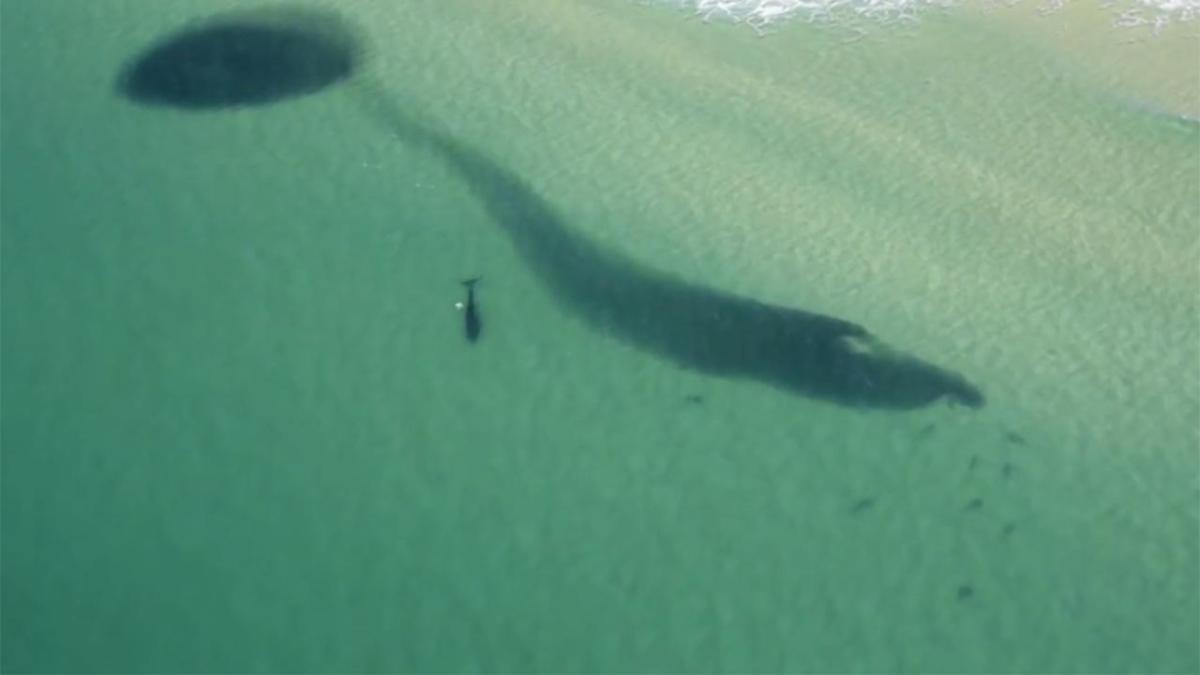 Massive 'bait ball' brings shark frenzy to NSW coast as beachgoers