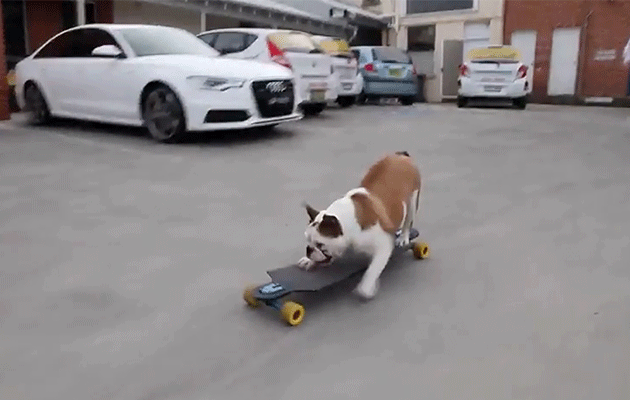 Pommy the British bulldog loves skateboarding. Photo: Caters