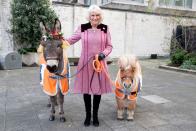 <p>Camilla wore a pink coat dress with red velvet details and black boots as she posed with a donkey and mini Shetland pony at an animal welfare charity event at the Guard's Chapel. </p>