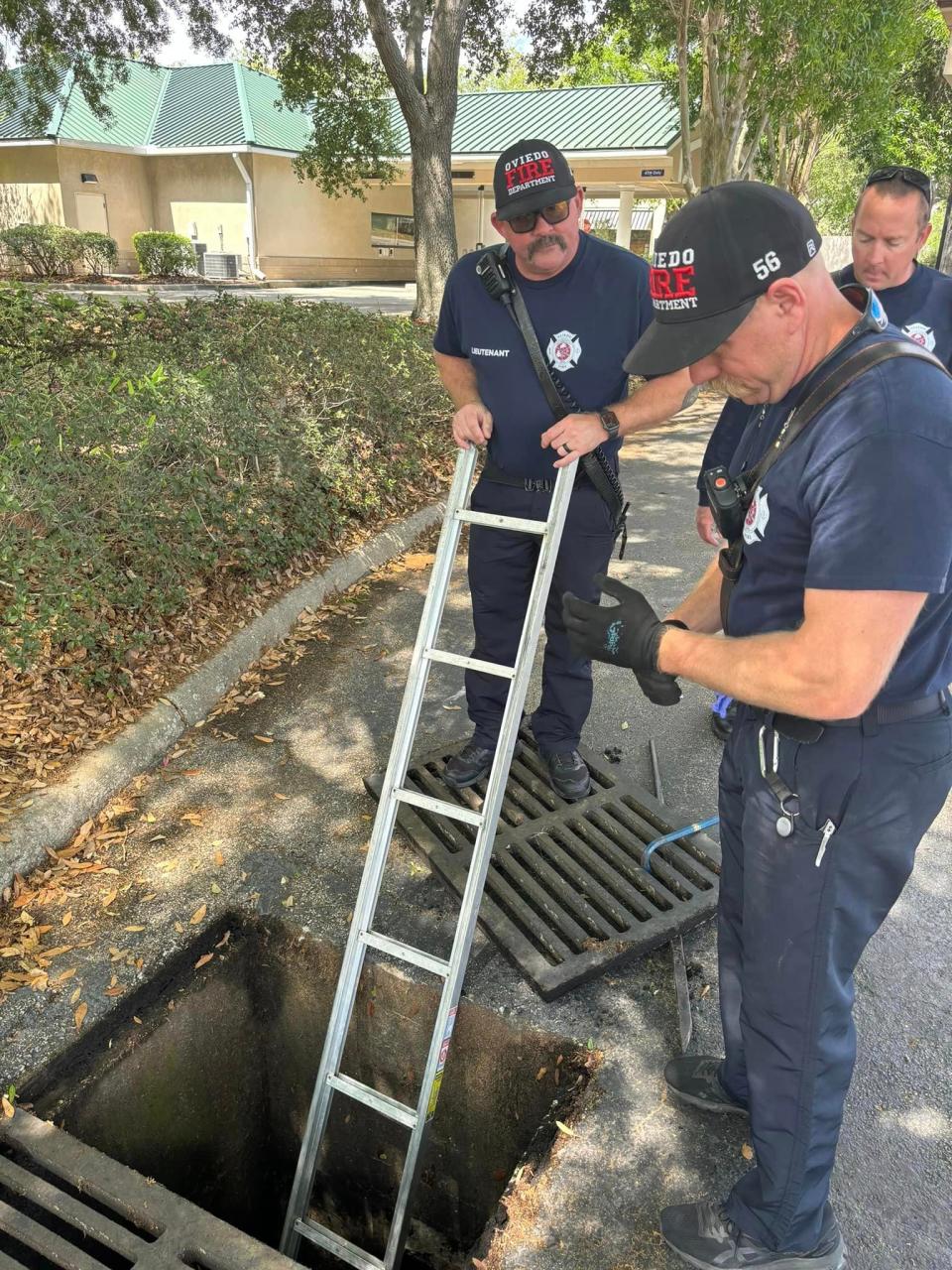 11 baby ducks were reunited with their mother on Saturday afternoon when Oviedo firefighters pulled them out of a storm drain.